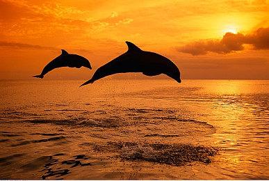 科隆：《帝国时代4》免费周年更新预告 10月25日上线